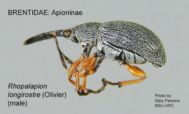 APIONINAE Rhopalapion longirostre male GP MSU-ARC.jpg