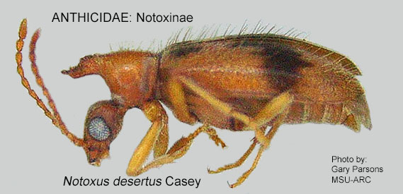 NOTOXINAE Notoxus desertus 1 GP MSU-ARC 